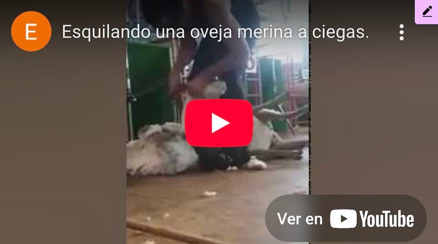 esquilando una oveja merina