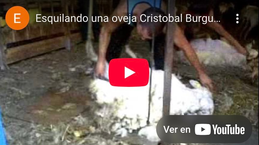 esquilando una oveja